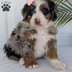 Annie, Mini Bernedoodle Puppy