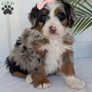 Annie, Mini Bernedoodle Puppy