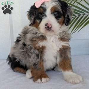 Annie, Mini Bernedoodle Puppy