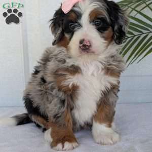Annie, Mini Bernedoodle Puppy