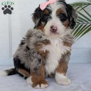 Annie, Mini Bernedoodle Puppy
