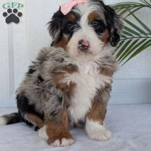 Annie, Mini Bernedoodle Puppy