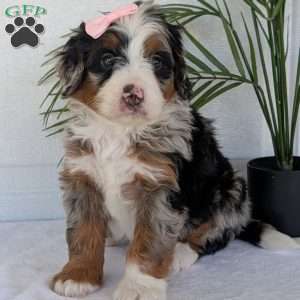Annie, Mini Bernedoodle Puppy