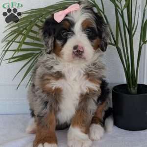 Annie, Mini Bernedoodle Puppy