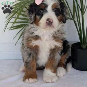 Annie, Mini Bernedoodle Puppy