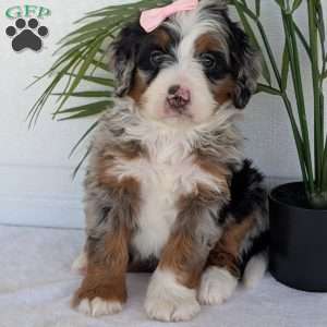 Annie, Mini Bernedoodle Puppy