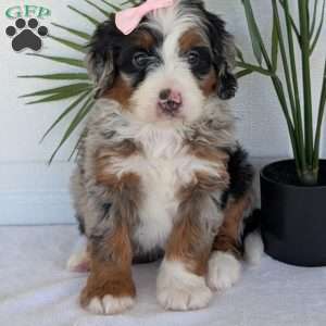 Annie, Mini Bernedoodle Puppy
