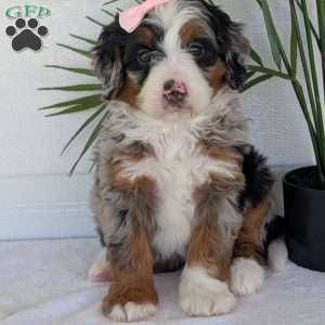 Annie, Mini Bernedoodle Puppy