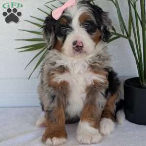 Annie, Mini Bernedoodle Puppy