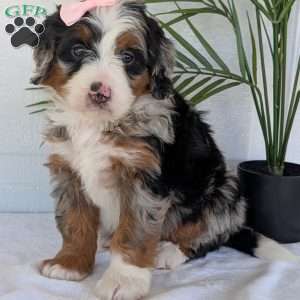 Annie, Mini Bernedoodle Puppy