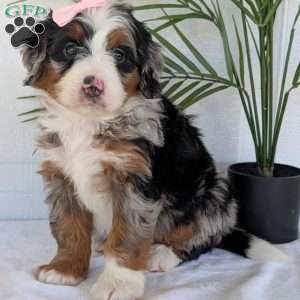 Annie, Mini Bernedoodle Puppy