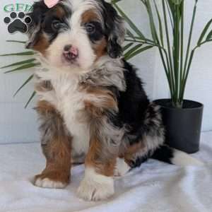 Annie, Mini Bernedoodle Puppy