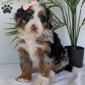 Annie, Mini Bernedoodle Puppy