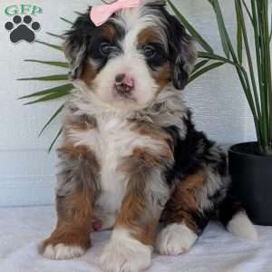 Annie, Mini Bernedoodle Puppy