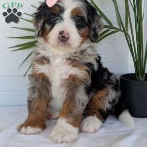 Annie, Mini Bernedoodle Puppy