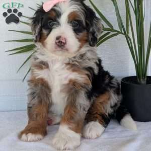 Annie, Mini Bernedoodle Puppy