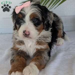 Annie, Mini Bernedoodle Puppy