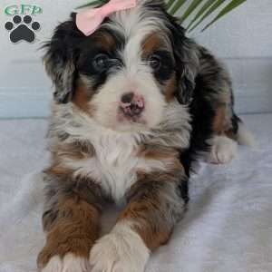 Annie, Mini Bernedoodle Puppy
