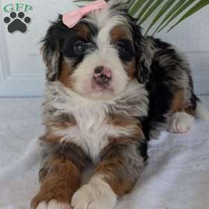 Annie, Mini Bernedoodle Puppy