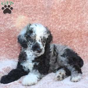 Rocky, Toy Poodle Puppy