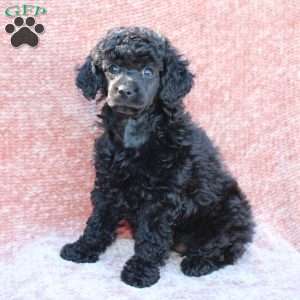 Rosie, Toy Poodle Puppy