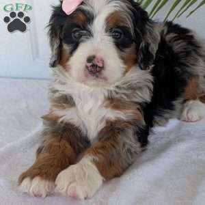 Annie, Mini Bernedoodle Puppy