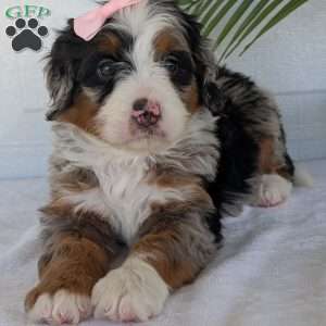 Annie, Mini Bernedoodle Puppy