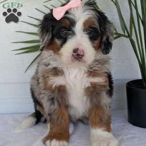 Annie, Mini Bernedoodle Puppy