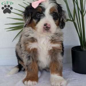 Annie, Mini Bernedoodle Puppy