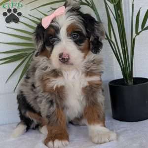 Annie, Mini Bernedoodle Puppy