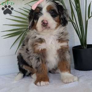 Annie, Mini Bernedoodle Puppy