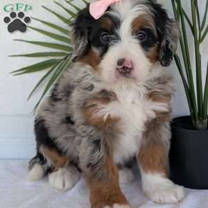 Annie, Mini Bernedoodle Puppy