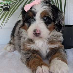 Annie, Mini Bernedoodle Puppy