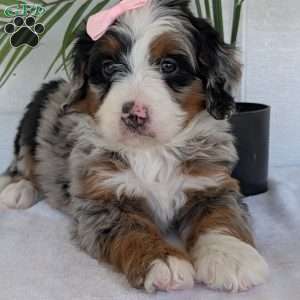 Annie, Mini Bernedoodle Puppy