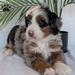 Annie, Mini Bernedoodle Puppy