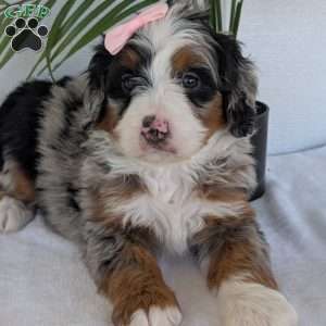 Annie, Mini Bernedoodle Puppy