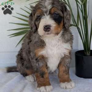 Bluey, Mini Bernedoodle Puppy