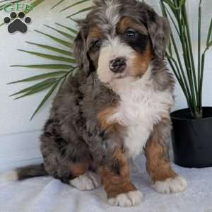 Bluey, Mini Bernedoodle Puppy