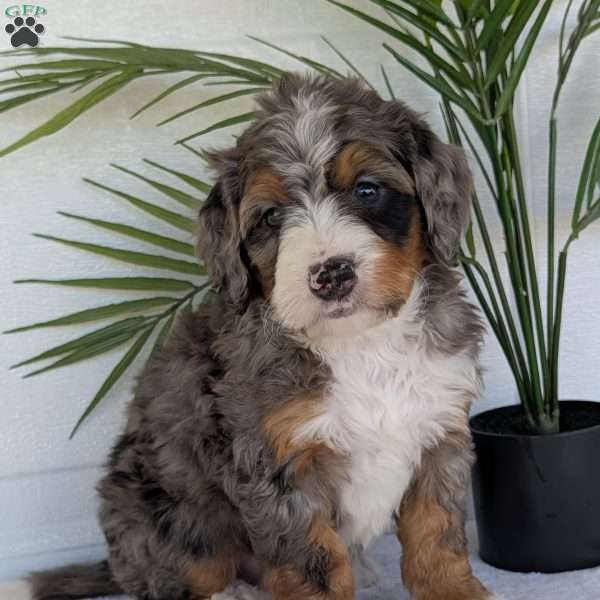 Bluey, Mini Bernedoodle Puppy