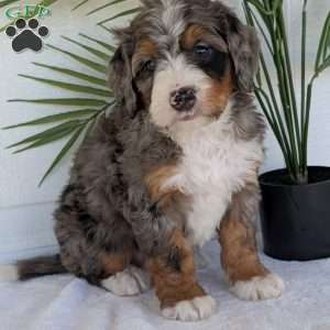 Bluey, Mini Bernedoodle Puppy
