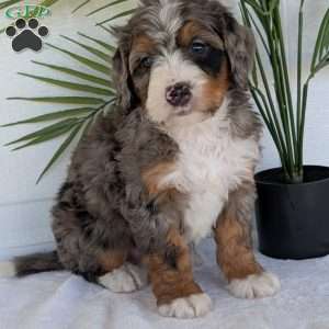 Bluey, Mini Bernedoodle Puppy