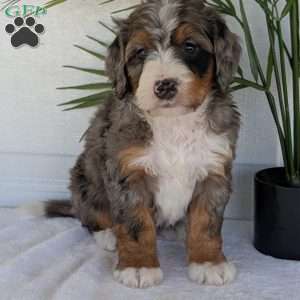 Bluey, Mini Bernedoodle Puppy