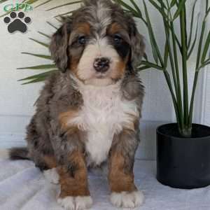 Bluey, Mini Bernedoodle Puppy