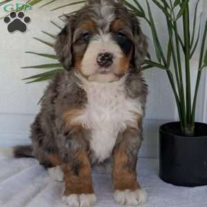 Bluey, Mini Bernedoodle Puppy