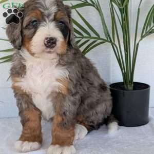 Bluey, Mini Bernedoodle Puppy