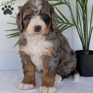 Bluey, Mini Bernedoodle Puppy