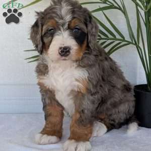 Bluey, Mini Bernedoodle Puppy