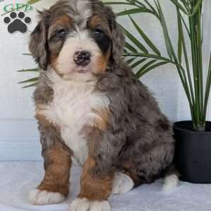 Bluey, Mini Bernedoodle Puppy