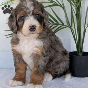 Bluey, Mini Bernedoodle Puppy