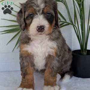 Bluey, Mini Bernedoodle Puppy